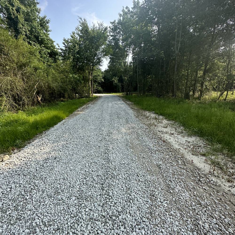 Gravel drive running through pine woods
